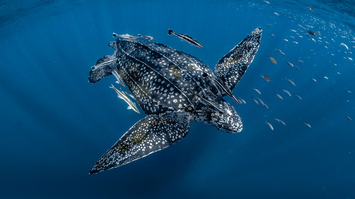 Am 17. Januar tritt das UN-Hochseeschutzabkommen (BBNJ-Abkommen) in Kraft: ein Meilenstein für den Meeresschutz