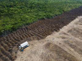 Amazonas verliert in 40 Jahren Fläche größer als Spanien