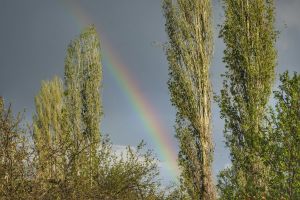 An einem bewölkten Tag wölbt sich ein wunderschöner Regenbogen über hohen Bäumen und schafft eine ruhige Landschaft.