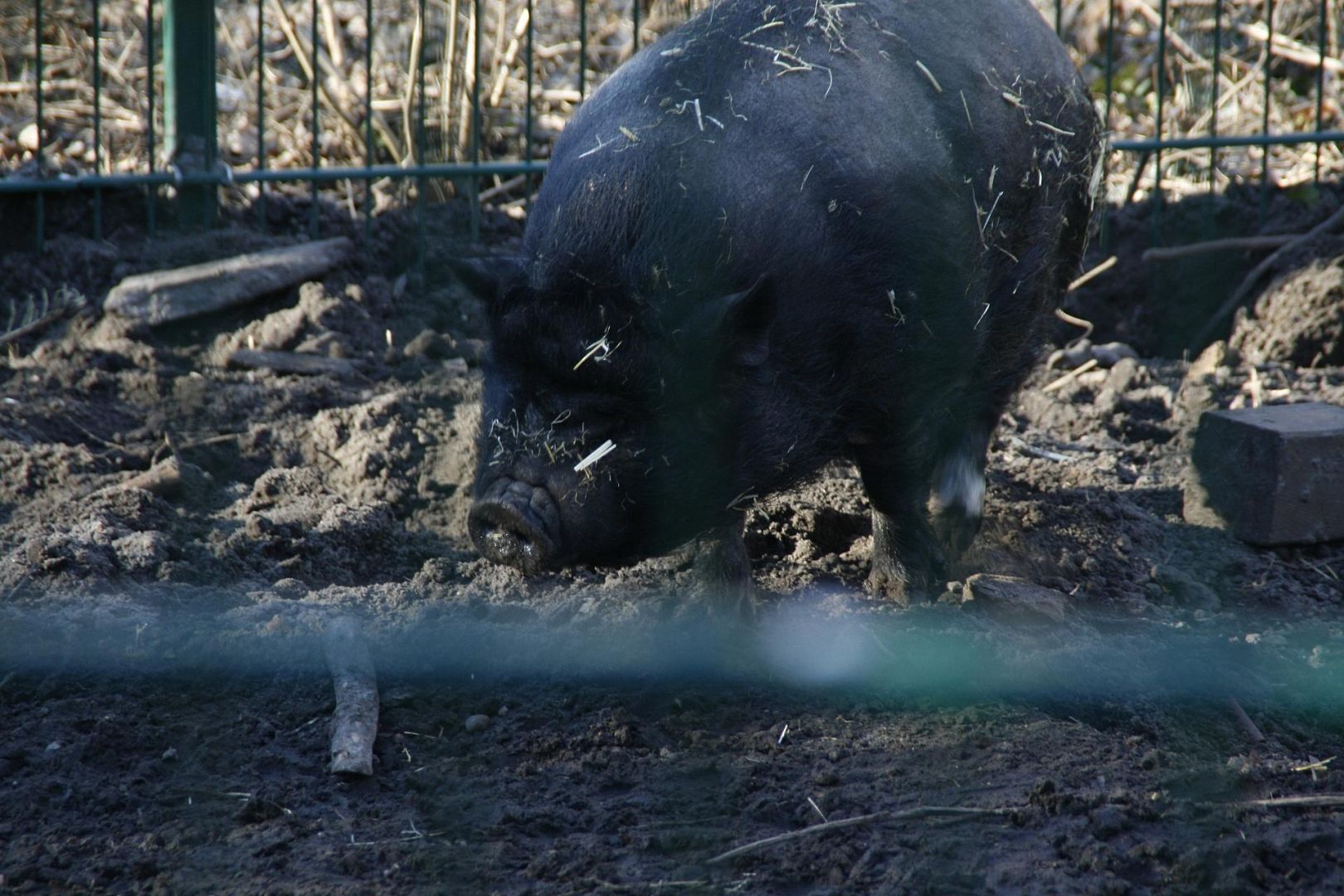 Angler Sattelschwein (Archiv)