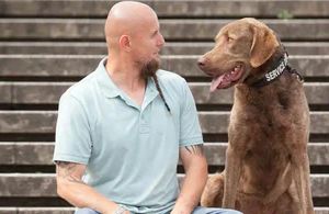 Angst beim Hund: Mit Geduld und kleinen Schritten sicher durch den Alltag
