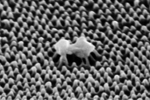 Antiviral per Oberflächenstruktur: Kunststofffolie zerstört Viren mechanisch