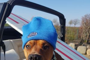 ARAG mit tierischen Gerichtsurteilen