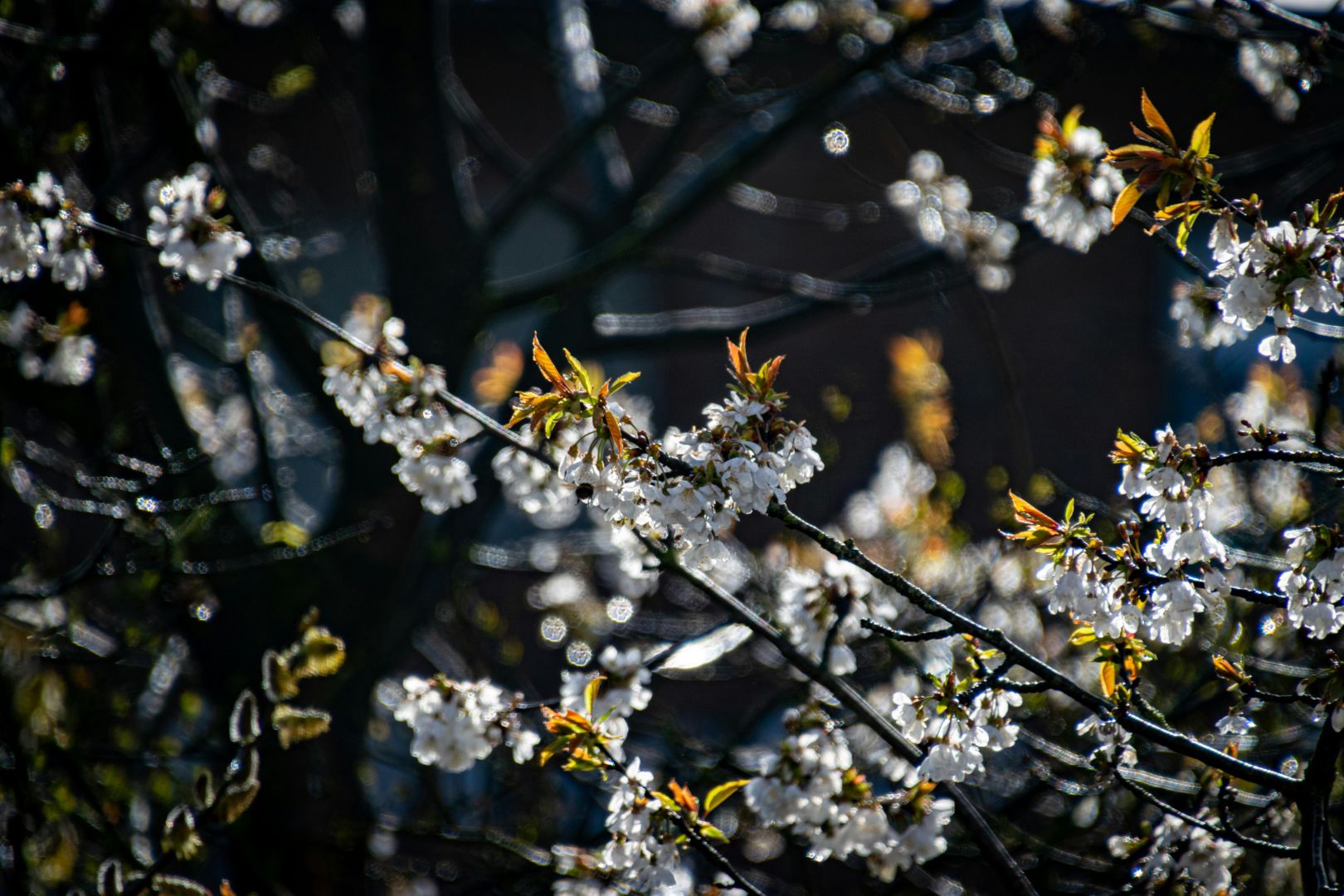 atemberaubende kirschblüten in voller blüte im frühling, die einen wunderschönen kontrast zum dunklen hintergrund bilden.