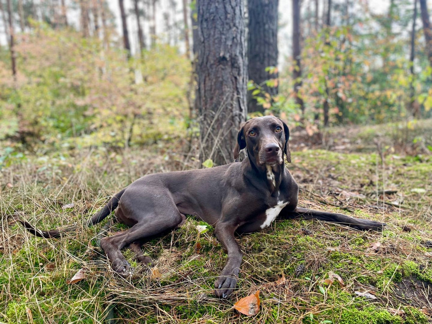 Auf den Hund gekommen