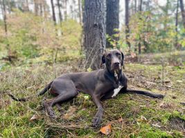 Auf den Hund gekommen