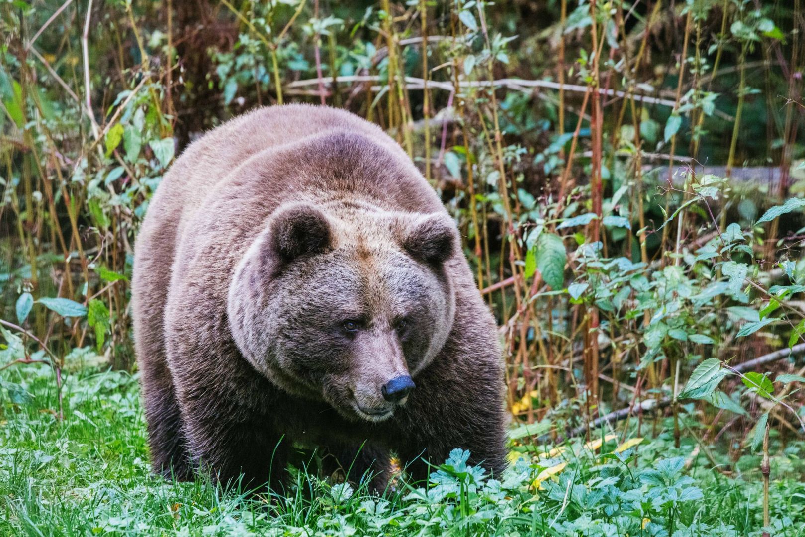 Bärin in Schwarzwald-Park