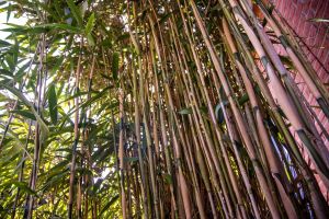 Bambuspflanze in einem Garten