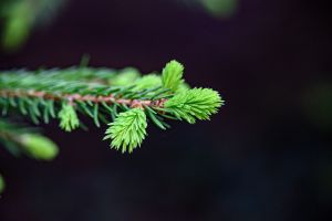 baum, frühling, wald, green, tree, landscape, nature, wood, trees, plant