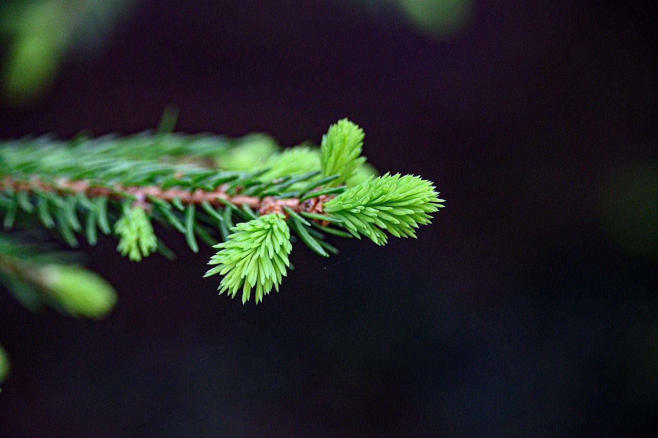 baum, frühling, wald, green, tree, landscape, nature, wood, trees, plant