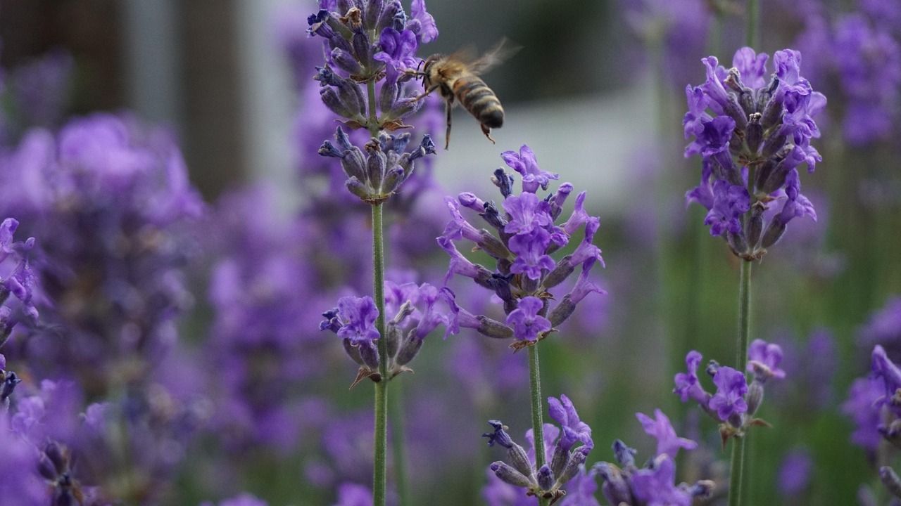 bee, biene, spring, natur, flower wallpaper, beautiful flowers, nature, insect, frühling, garden