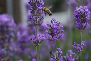 bee, biene, spring, natur, flower wallpaper, beautiful flowers, nature, insect, frühling, garden