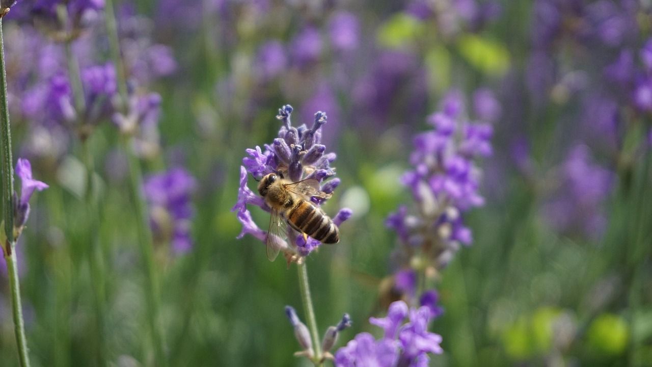 bee, biene, spring, natur, nature, insect, frühling, flower background, garden, flower