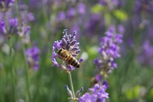 bee, biene, spring, natur, nature, insect, frühling, flower background, garden, flower
