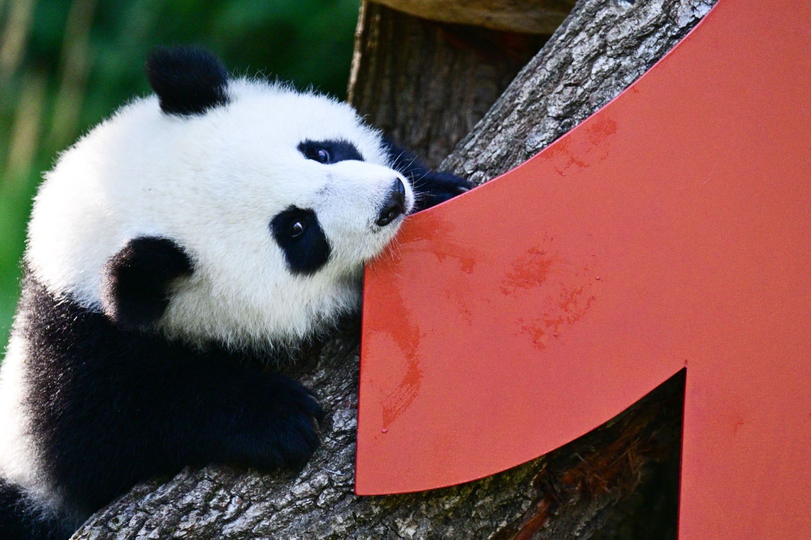 Berliner Pandabären-Zwillinge werden ein Jahr alt