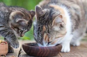 Bettelnde Katze? Diese Lebensmittel sind ungesund oder gefährlich für deinen Stubentiger