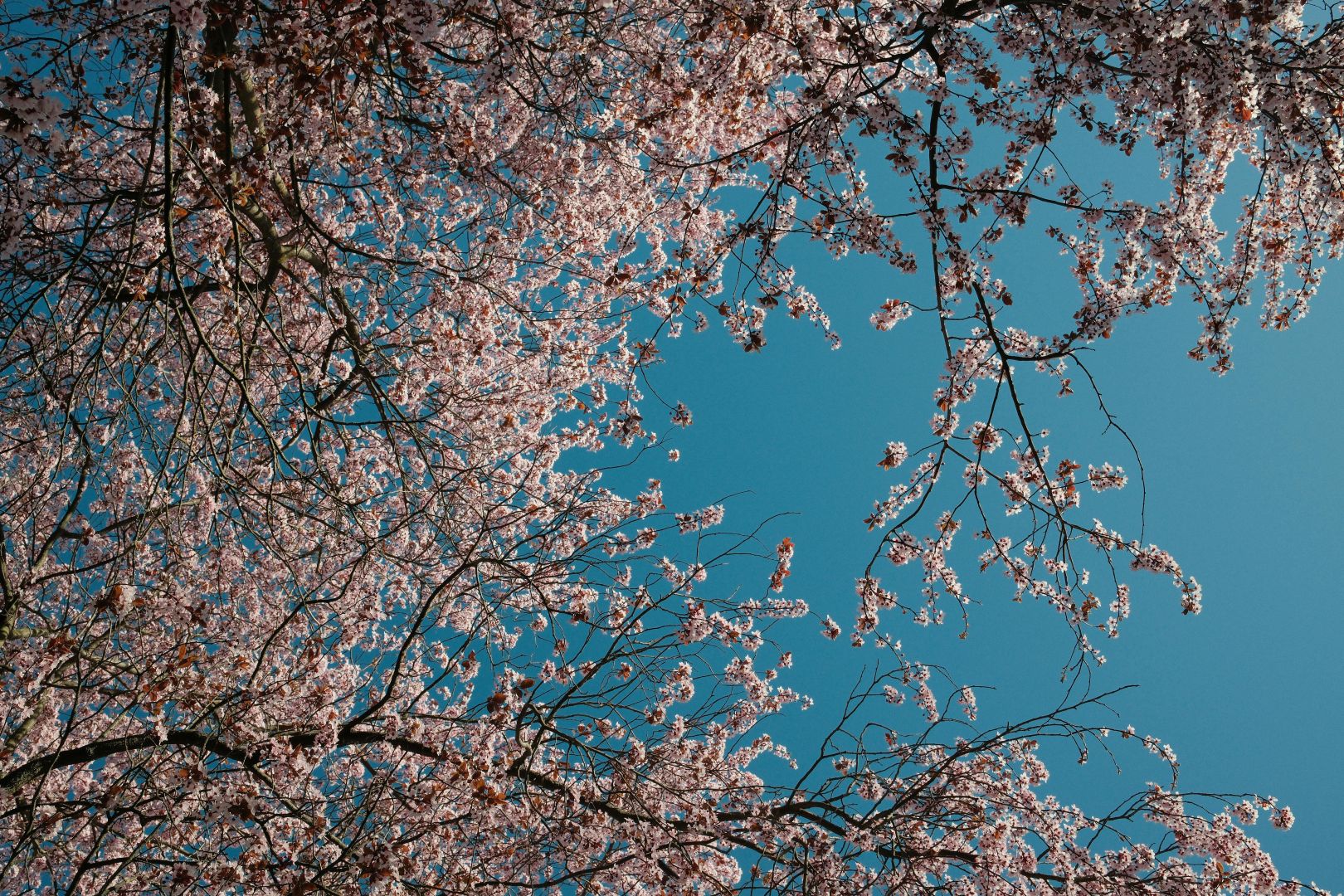 Bezaubernde Kirschblüten vor blauem Himmel in Berlin – ein Blickfang in der Schönheit des Frühlings.