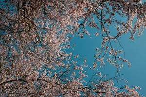 Bezaubernde Kirschblüten vor blauem Himmel in Berlin – ein Blickfang in der Schönheit des Frühlings.