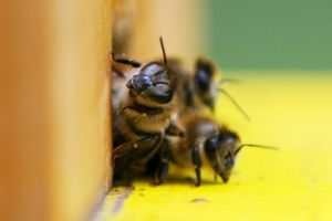 Bienen (Archiv)