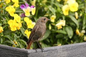 bird, redstart, nest, worm, nature, beak, feathers, avian, ornithology, frühling