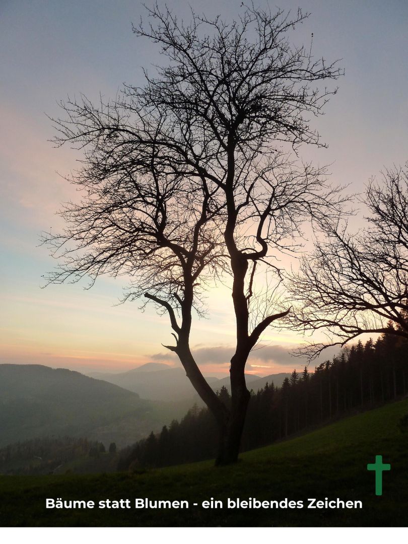 Bleibende Zeichen: Baumspende als nachhaltige Alternative zu Blumen im Trauerfall