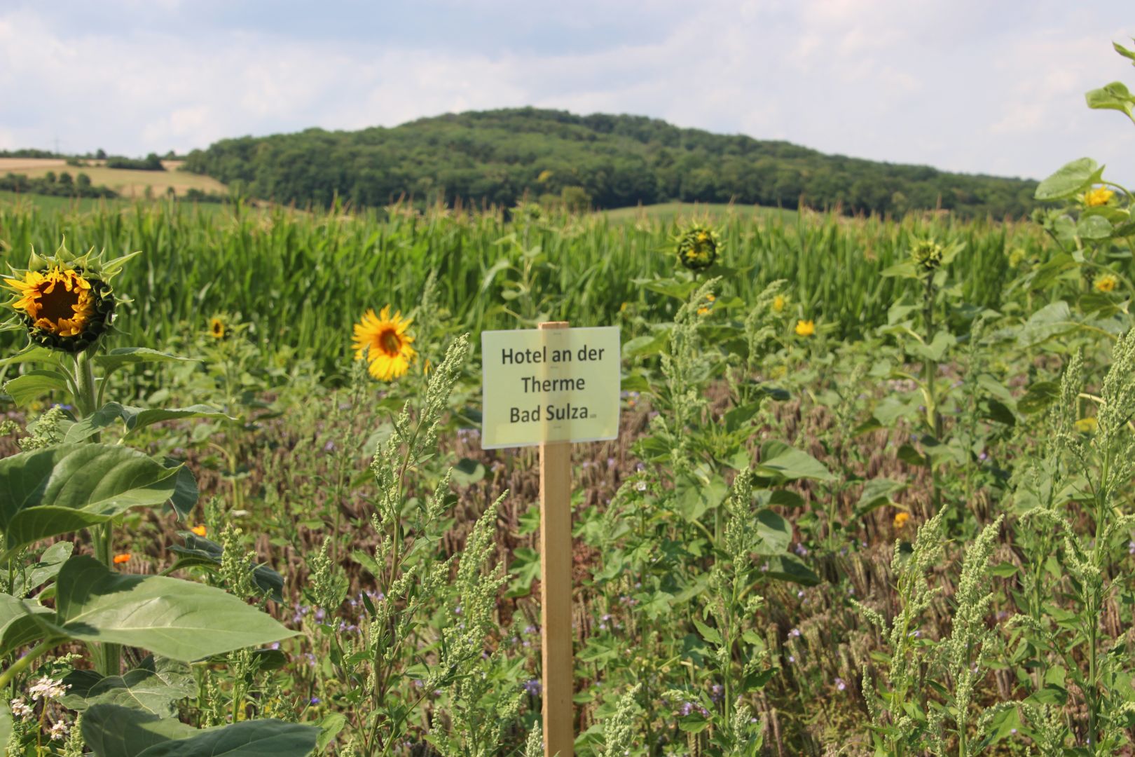 Blühendes Engagement für Bienen
