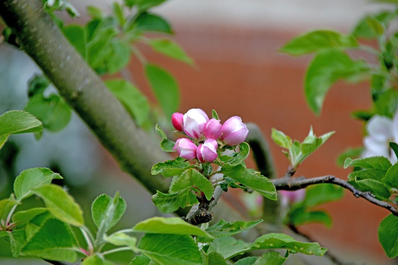 blüte, birnenbaum, frühling, natur, blossom, pear, tree, spring, nature, garden