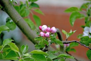 blüte, birnenbaum, frühling, natur, blossom, pear, tree, spring, nature, garden