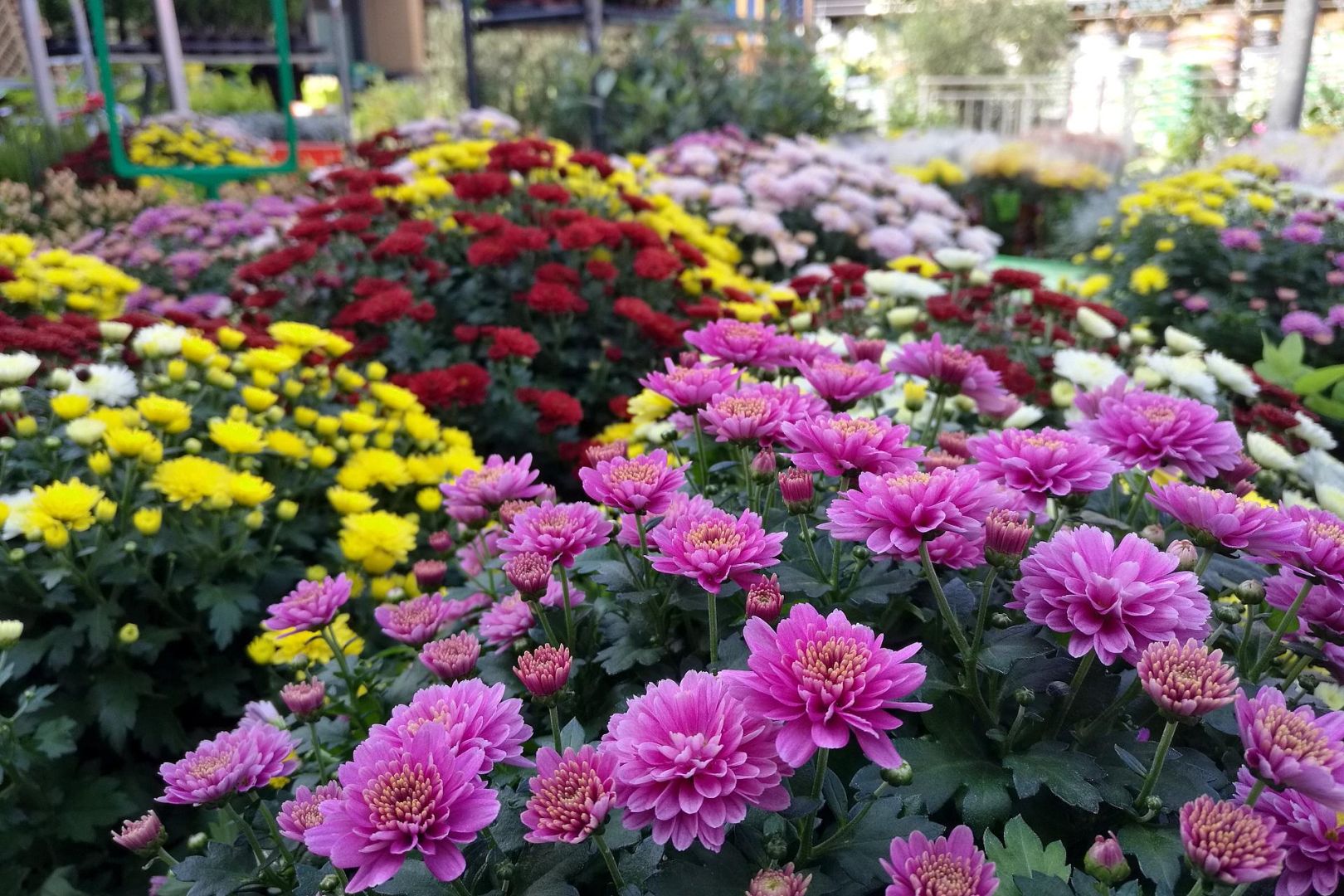Blumen im Gartenfachgeschäft (Archiv)