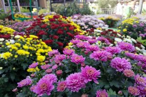 Blumen im Gartenfachgeschäft (Archiv)
