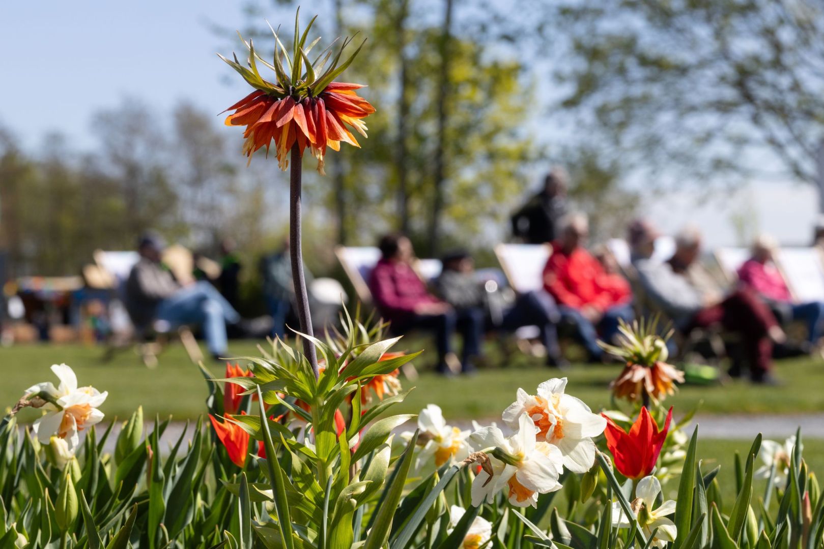 Blumen in Frühling