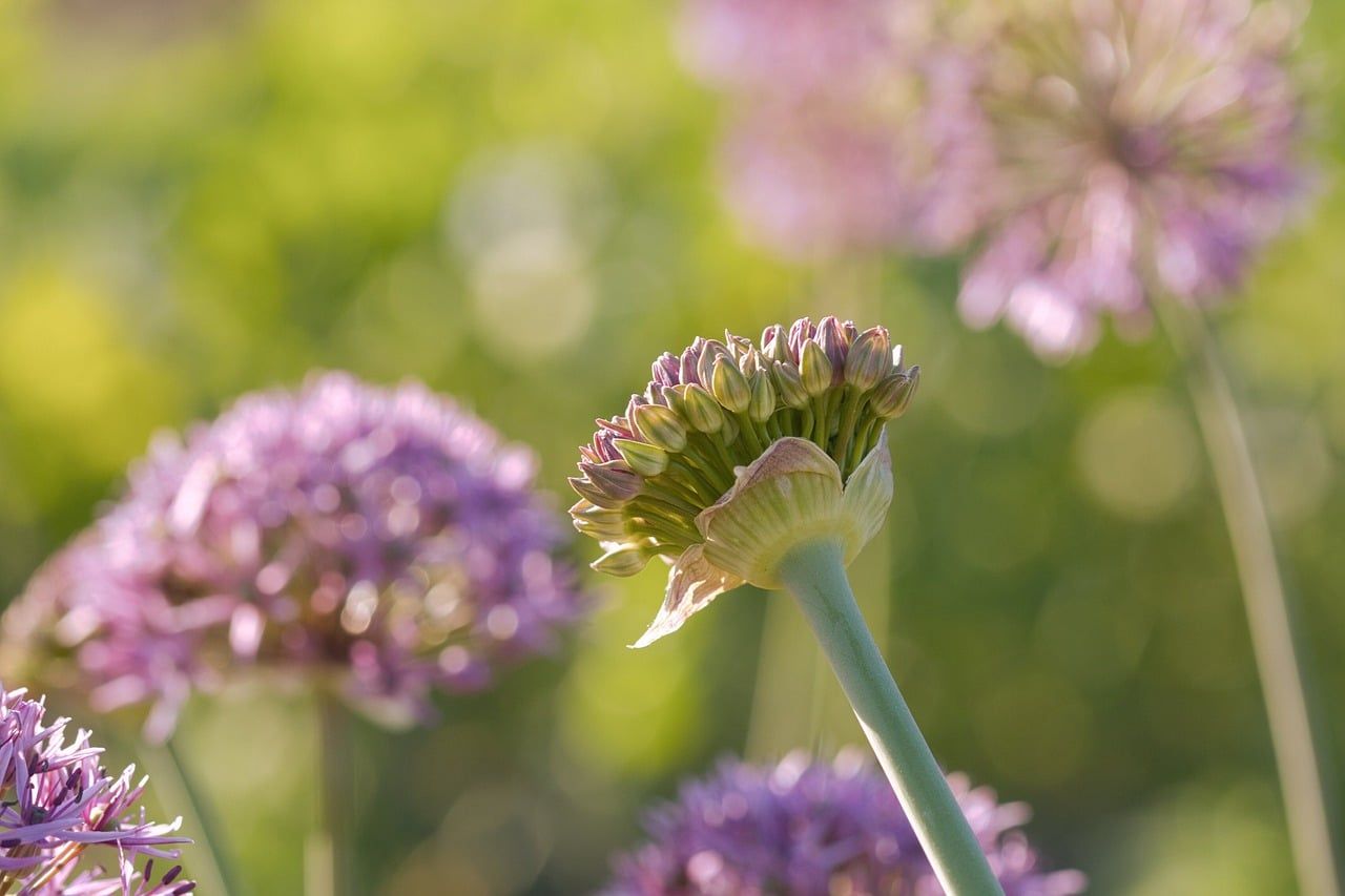 blumen, lila, flora, natur, hintergrund, chives, blossoms, bloom, ornamental onion, spherical shape