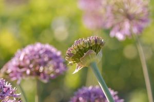 blumen, lila, flora, natur, hintergrund, chives, blossoms, bloom, ornamental onion, spherical shape