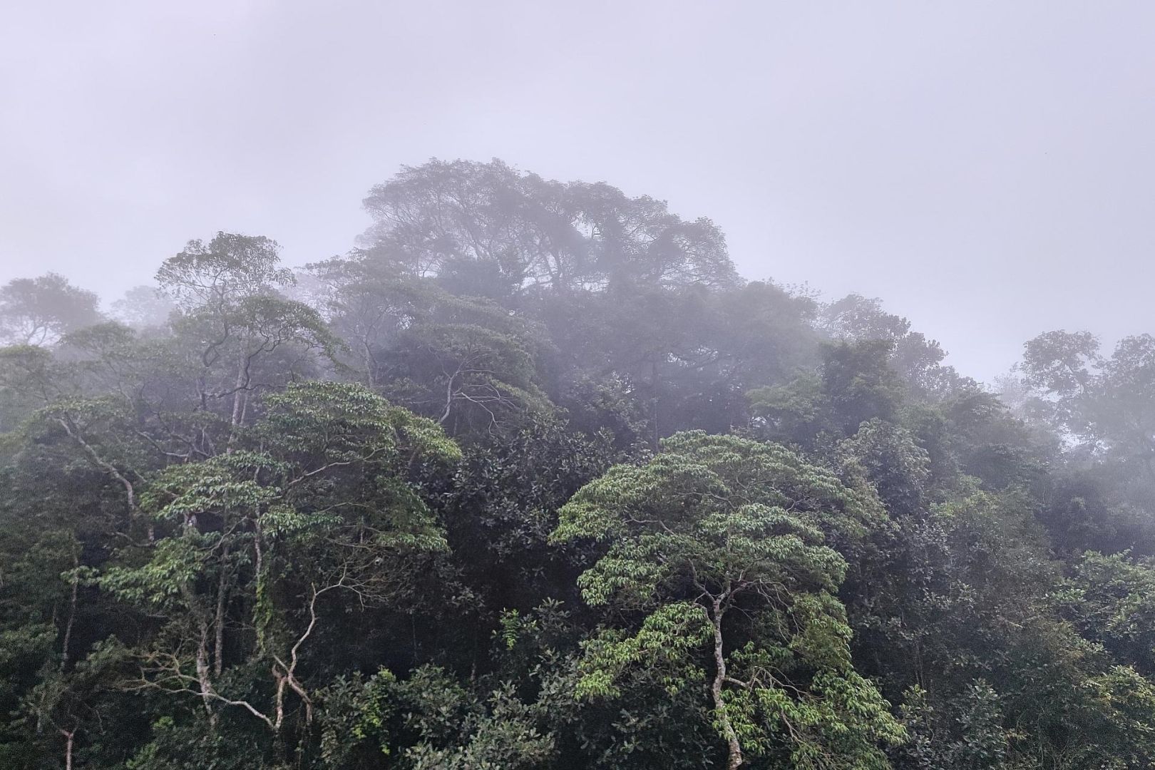 Brasilianischer Regenwald (Archiv)