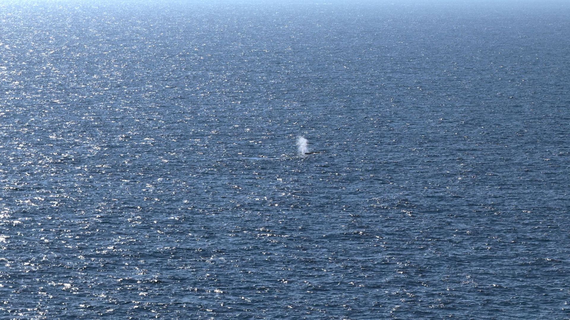 Buckelwal in der Nordsee freigesetzt