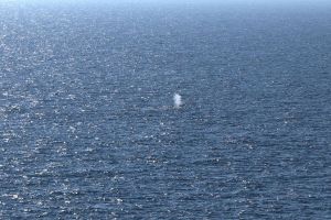 Buckelwal in der Nordsee freigesetzt