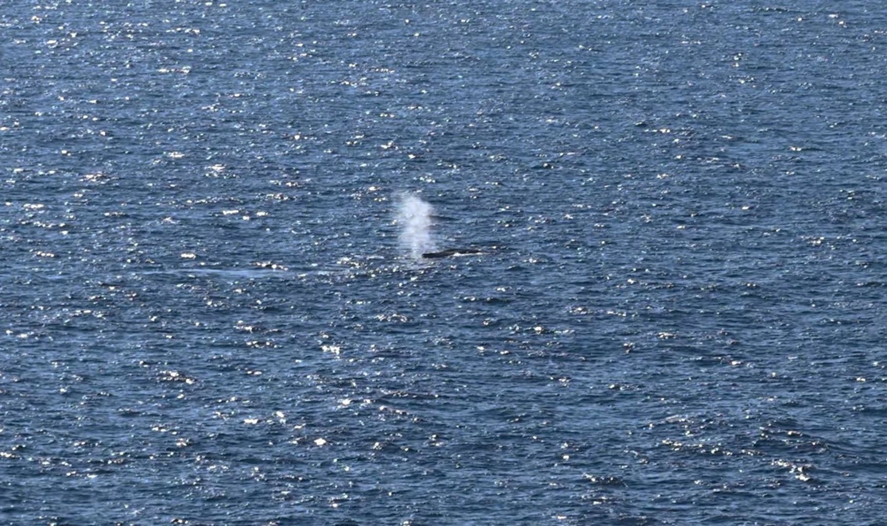 Buckelwal in der Nordsee freigesetzt
