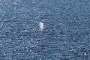 Buckelwal in der Nordsee freigesetzt