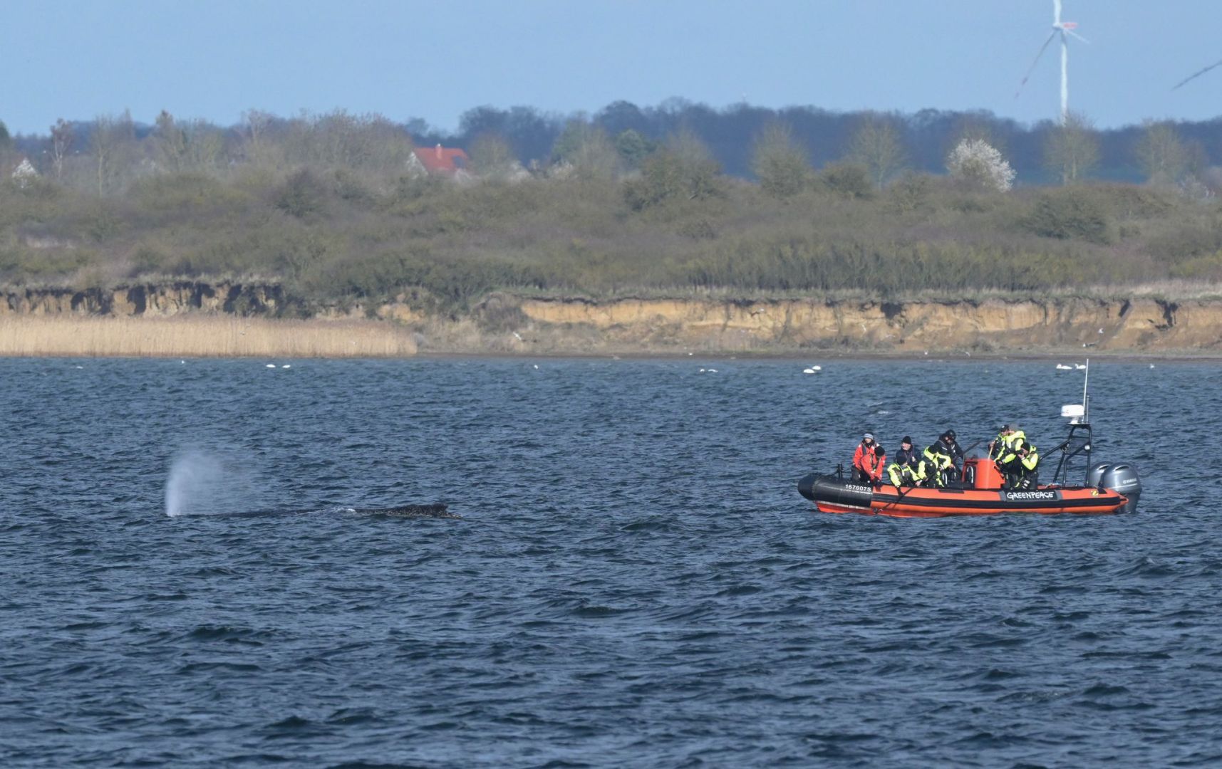 Buckelwal in Wismarer Bucht