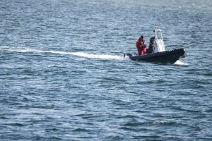 Buckelwal ist abgetaucht.