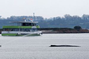 Buckelwal liegt in Wismarer Bucht