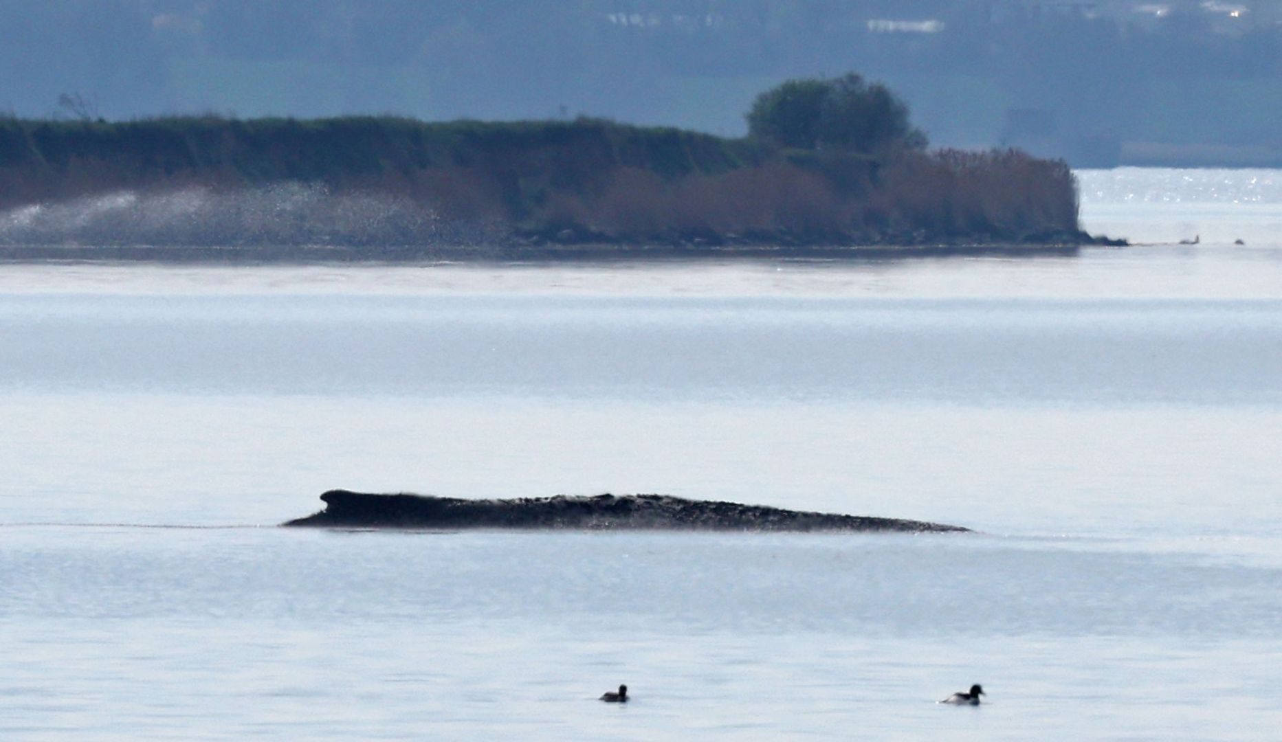 Buckelwal liegt in Wismarer Bucht