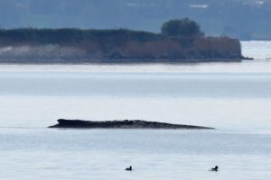 Buckelwal liegt in Wismarer Bucht