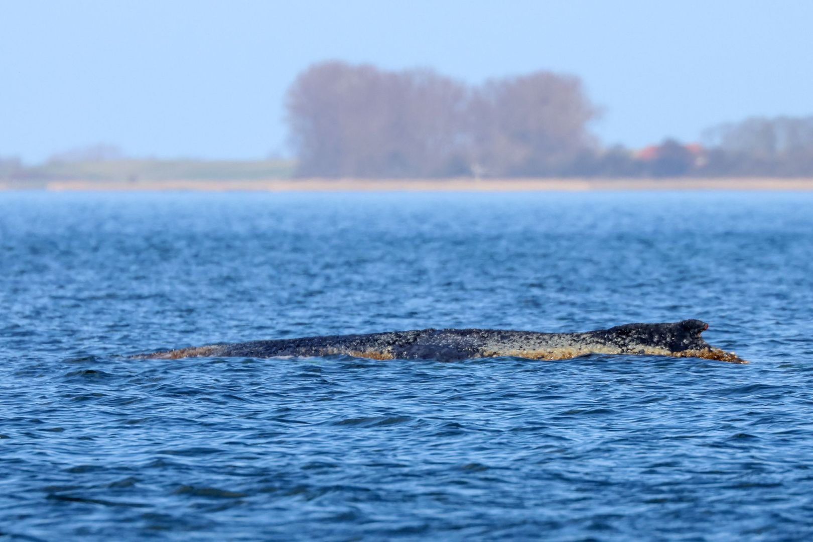 Buckelwal liegt weiter in Wismarbucht