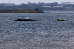 Buckelwal liegt weiter in Wismarbucht