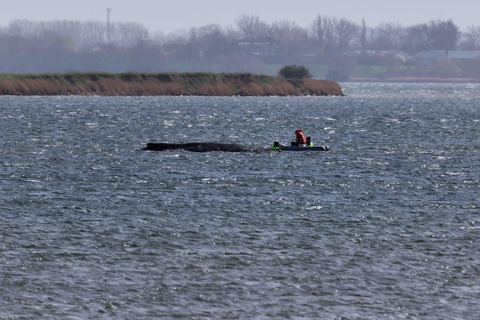Buckelwal liegt weiter in Wismarbucht