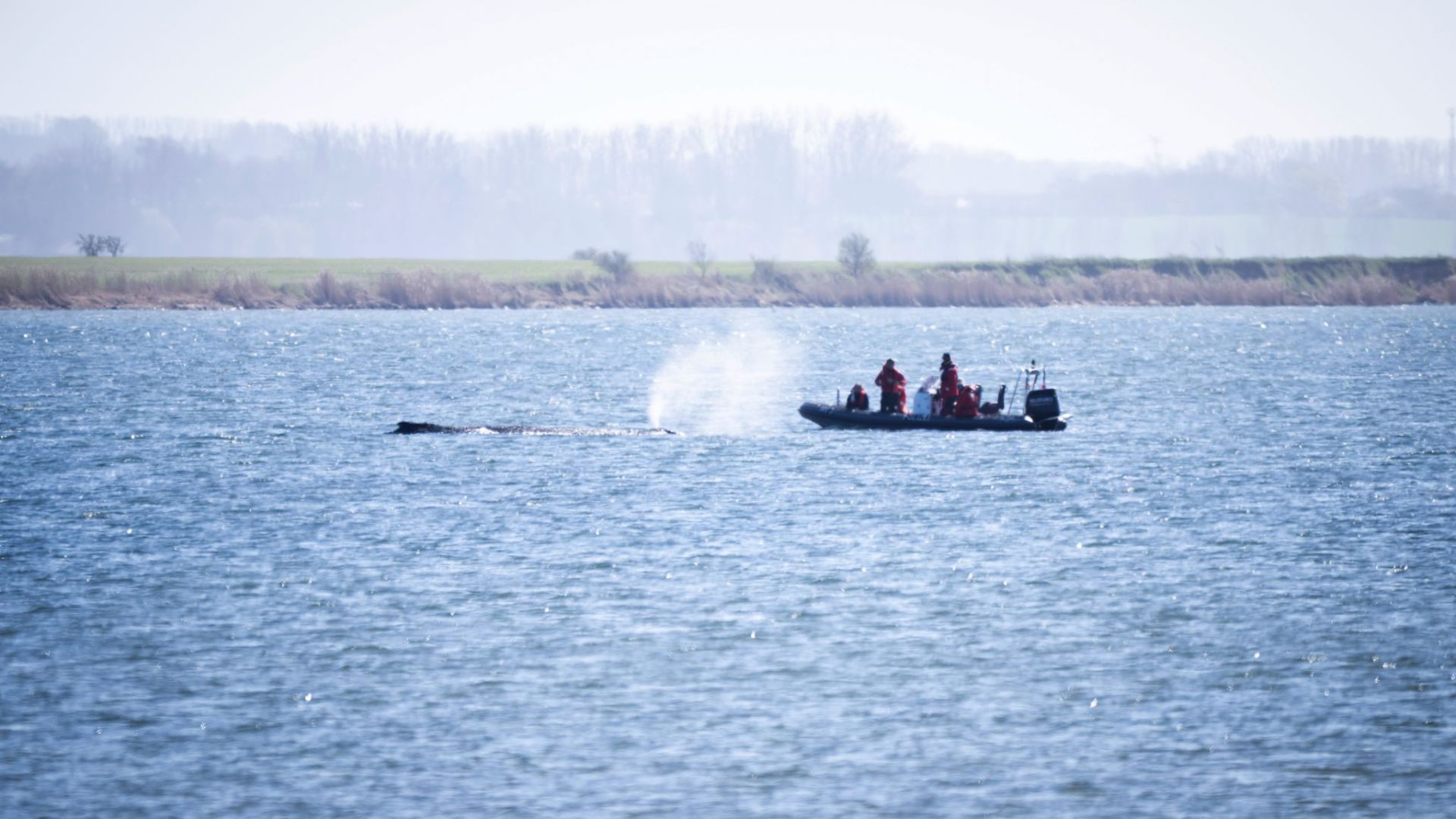 Buckelwal liegt weiter in Wismarer Bucht