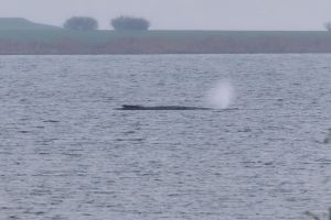 Buckelwal liegt weiter in Wismarer Bucht