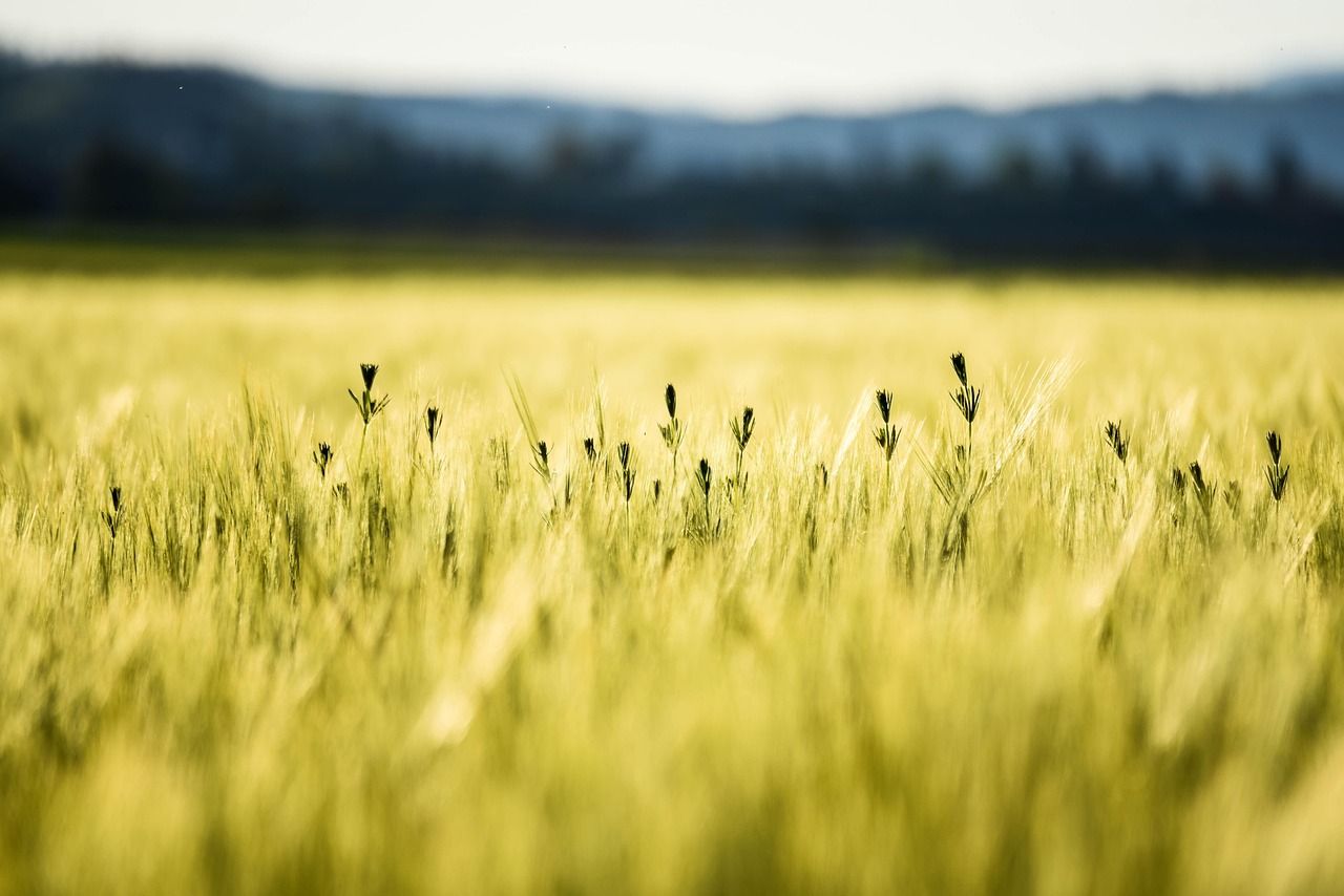 cornfield, summer, wheat, field, agriculture, grain, nature, gold, sun, food, plant, kornfeld, weizen, sommer, cereals, yellow nature, yellow food, yellow sun, yellow summer, yellow plant, yellow field, yellow plants, yellow natural, yellow wheat, wheat, 