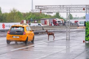 Crashtest - Vorstellung einer Studie zu Wildunfällen
